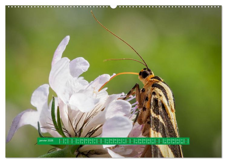 Produktbild: La vie de nos prairie, les papillons (Calendrier mural 2026 DIN A2 vertical), CALVENDO calendrier mensuel