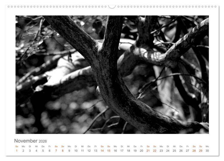 Produktbild: Quo Vadis? W&auml;lder und Wege in der R&ouml;hn, L&uuml;neburger Heide und der Mecklenburgischen Seenplatte (Wandkalender 2026 DIN A2 quer), CALVENDO Monatskalender