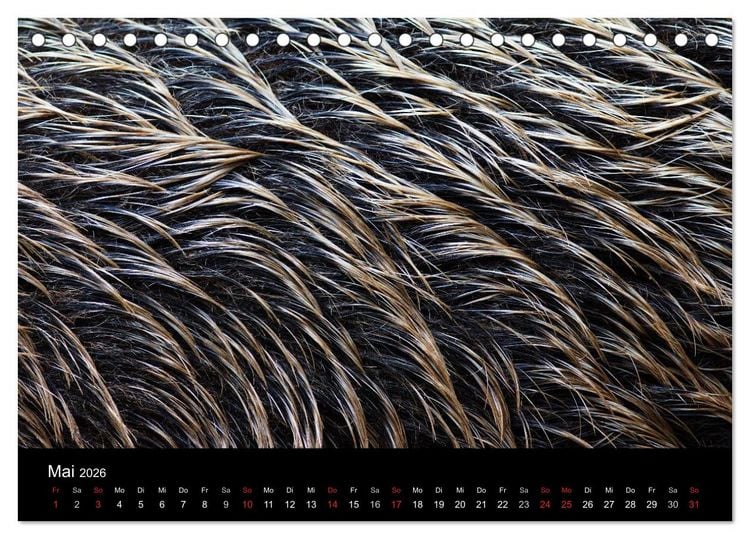 Produktbild: Wilde Wutzen. Das heimische Wildschwein (Tischkalender 2026 DIN A5 quer), CALVENDO Monatskalender