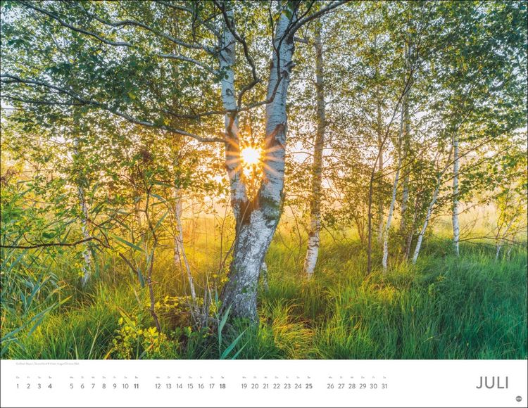 Produktbild: Sch&ouml;nheit des Waldes Posterkalender 2027