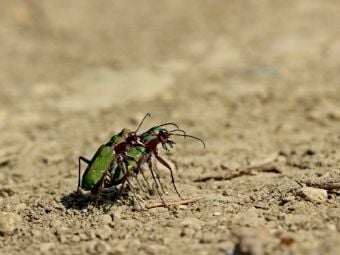 Produktbild: CALVENDO Puzzle Feldsandl&auml;ufer (Cicindela campestris) bei der Paarung | 1000 Teile Lege-Gr&ouml;&szlig;e 64x48cm Foto-Puzzle f&uuml;r gl&uuml;ckliche Stunden
