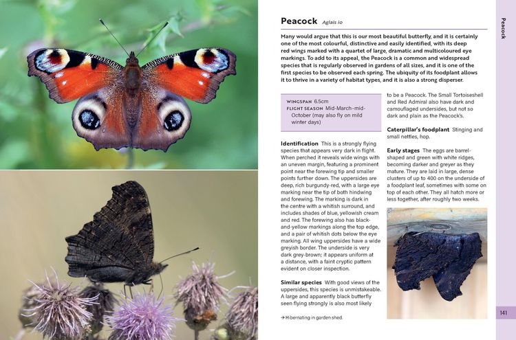 Produktbild: RSPB Butterflies of the British Isles