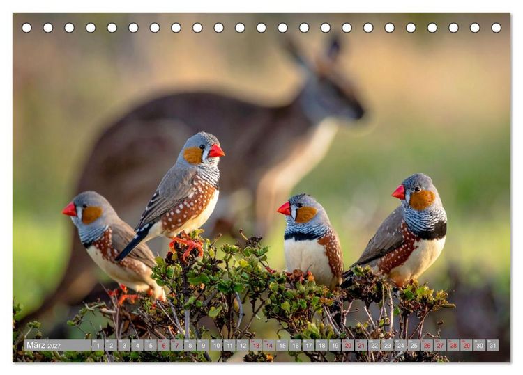 Produktbild: Zebrafinken Abenteuer (Tischkalender 2027 DIN A5 quer), CALVENDO Monatskalender