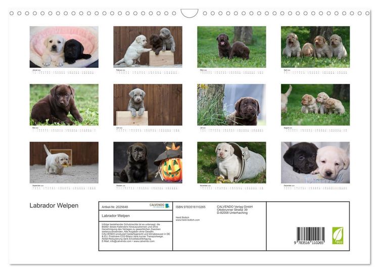 Produktbild: Labrador Welpen (Wandkalender 2026 DIN A3 quer), CALVENDO Monatskalender