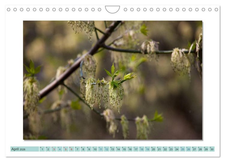 Produktbild: Augenblicke im M&uuml;ritz Nationalpark (Wandkalender 2026 DIN A4 quer), CALVENDO Monatskalender