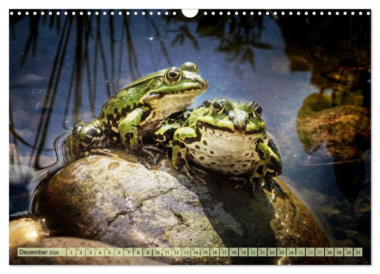 Produktbild: Fr&ouml;hliche Fr&ouml;sche (Wandkalender 2026 DIN A3 quer), CALVENDO Monatskalender