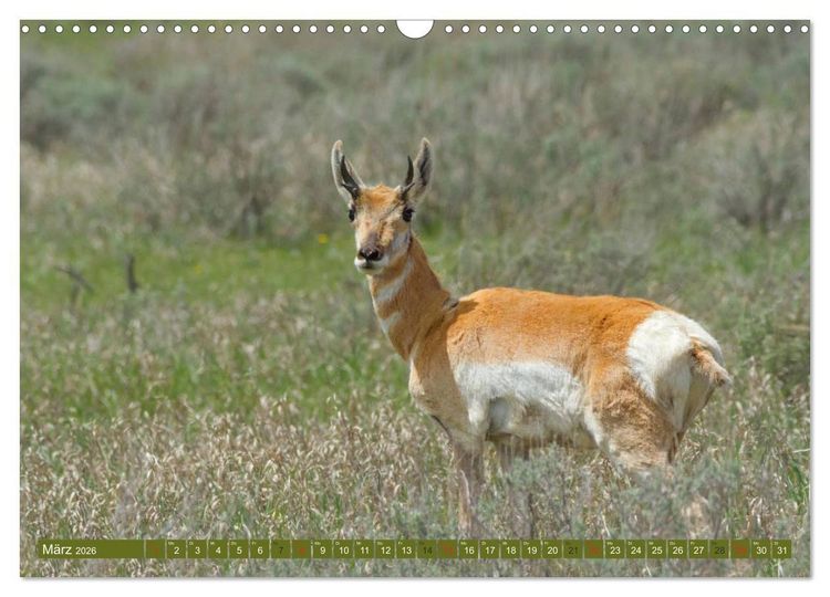 Produktbild: B&auml;r, Wolf und Co - Tiere Nordamerikas (Wandkalender 2026 DIN A3 quer), CALVENDO Monatskalender