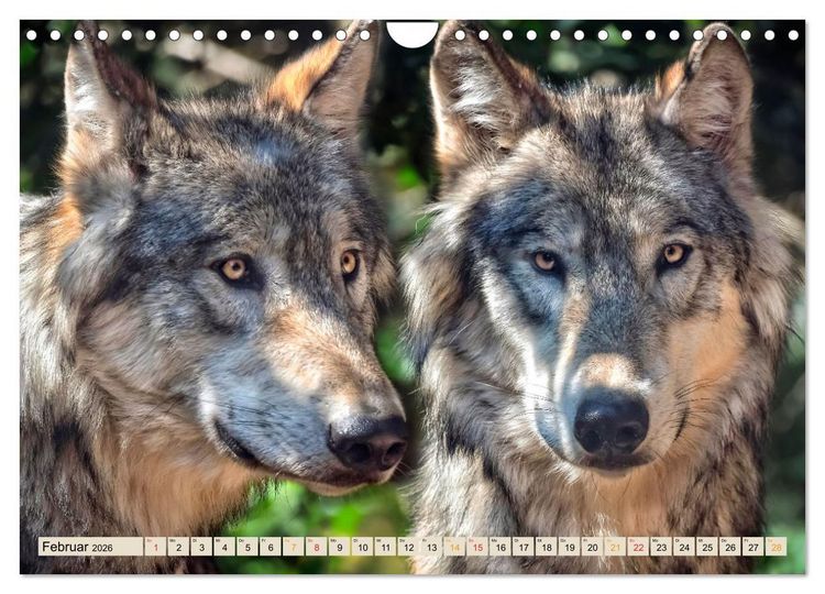 Produktbild: Wolf - Imposanter J&auml;ger (Wandkalender 2026 DIN A4 quer), CALVENDO Monatskalender