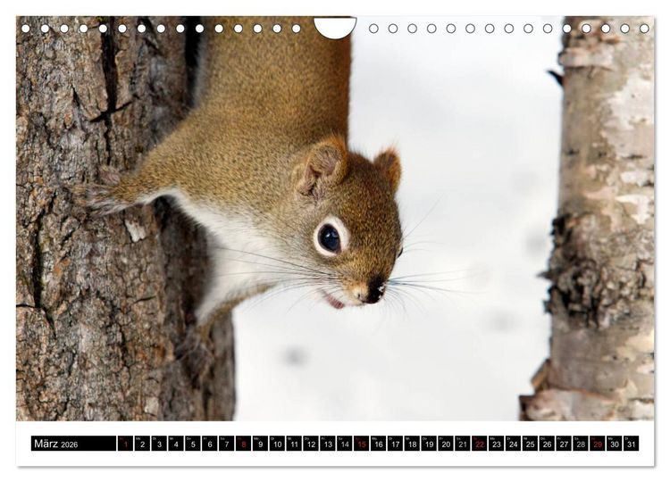 Produktbild: EICHH&Ouml;RNCHEN (Wandkalender 2026 DIN A4 quer), CALVENDO Monatskalender