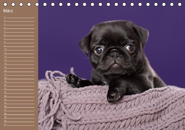 Produktbild: Ein Mops f&uuml;rs Herz (Tischkalender immerw&auml;hrend DIN A5 quer)