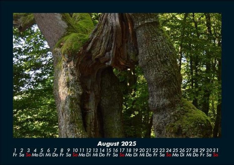 Produktbild: Waldzauber 2025 Fotokalender DIN A5