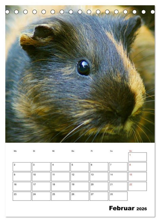 Produktbild: Meerschweinchen Terminplaner (Tischkalender 2026 DIN A5 hoch), CALVENDO Monatskalender