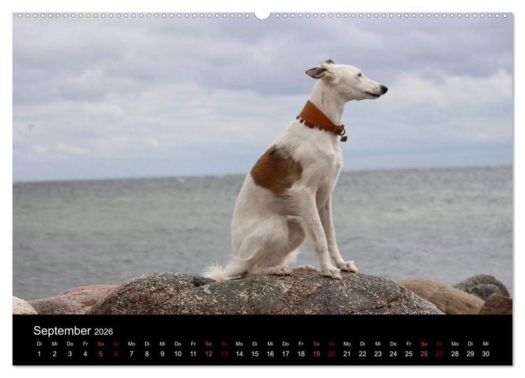 Produktbild: Der Silken Windsprite - ein Seelenhund (hochwertiger Premium Wandkalender 2026 DIN A2 quer), Kunstdruck in Hochglanz