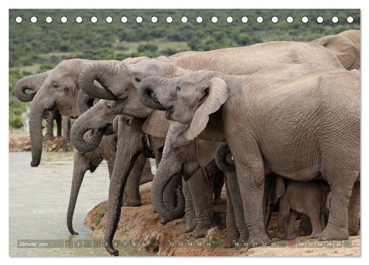 Produktbild: Elefanten in Afrika (Tischkalender 2026 DIN A5 quer), CALVENDO Monatskalender