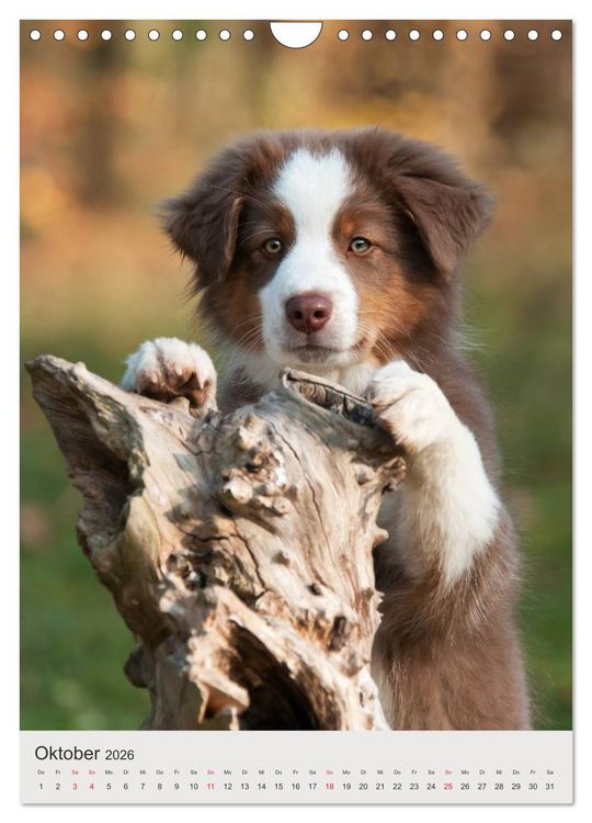 Produktbild: Hundewelpen (Wandkalender 2026 DIN A4 hoch), CALVENDO Monatskalender