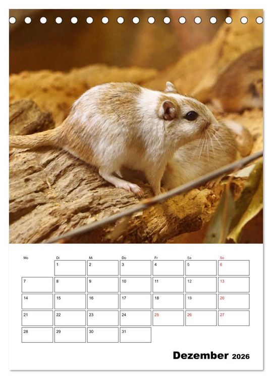 Produktbild: Lustige Rennm&auml;use (Tischkalender 2026 DIN A5 hoch), CALVENDO Monatskalender