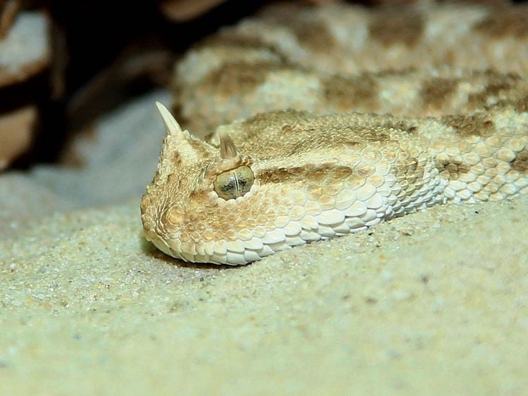 Produktbild: CALVENDO Puzzle Gef&auml;hrliche Schlangen - Hornviper 1000 Teile Lege-Gr&ouml;&szlig;e 64 x 48 cm Foto-Puzzle Bild von Michael Herzog