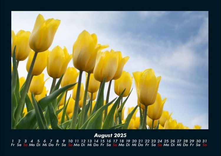 Produktbild: Blumen & Pflanzen 2025 Fotokalender DIN A4