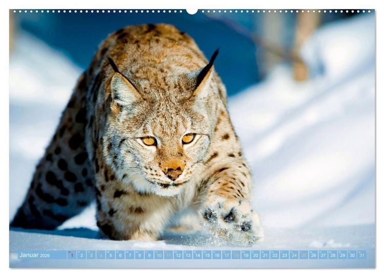 Produktbild: Raubkatzen: Geschmeidige J&auml;ger (Wandkalender 2026 DIN A2 quer), CALVENDO Monatskalender
