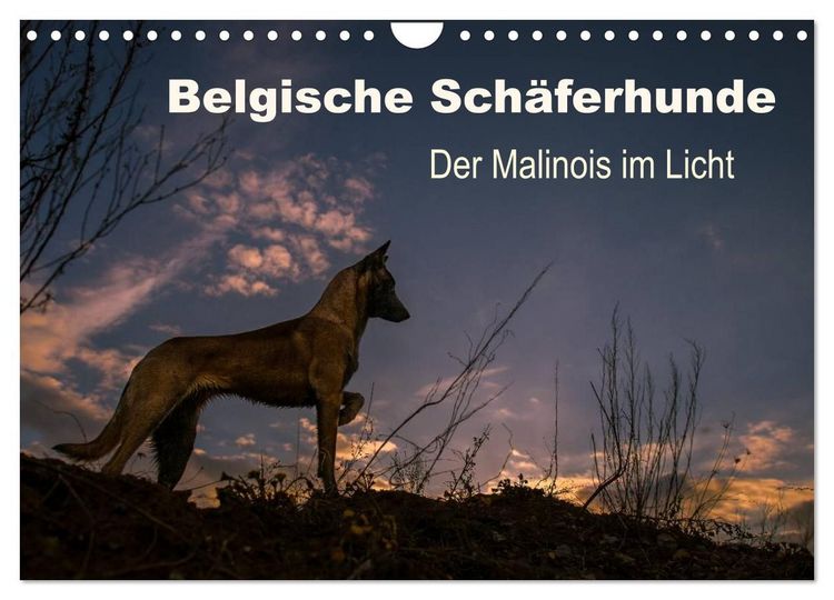 Produktbild: Belgische Sch&auml;ferhunde - Der Malinois im Licht (Wandkalender 2027 DIN A4 quer), CALVENDO Monatskalender