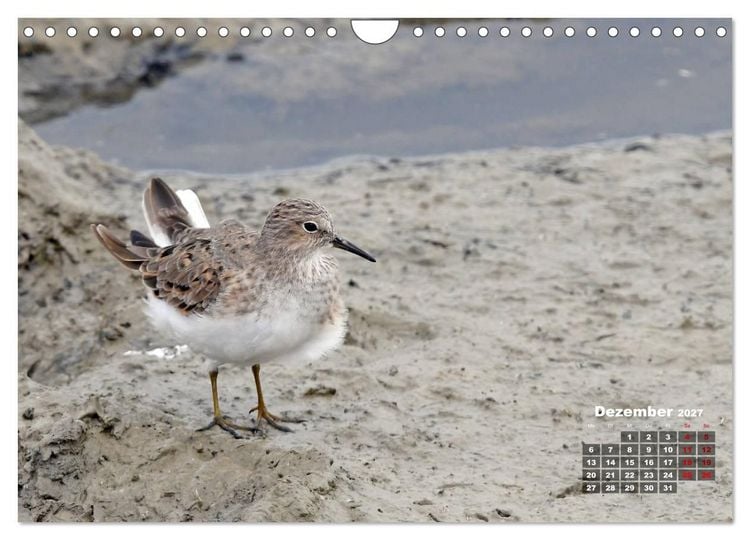 Produktbild: Limikolen - Watv&ouml;gel Europas (Wandkalender 2027 DIN A4 quer), CALVENDO Monatskalender