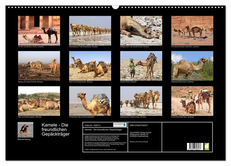 Produktbild: Kamele - Die freundlichen Gep&auml;cktr&auml;ger (Wandkalender 2026 DIN A2 quer), CALVENDO Monatskalender