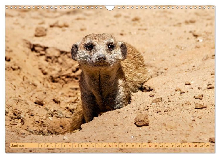 Produktbild: Afrikas Tierwelt - Erdm&auml;nnchen (Wandkalender 2026 DIN A3 quer), CALVENDO Monatskalender