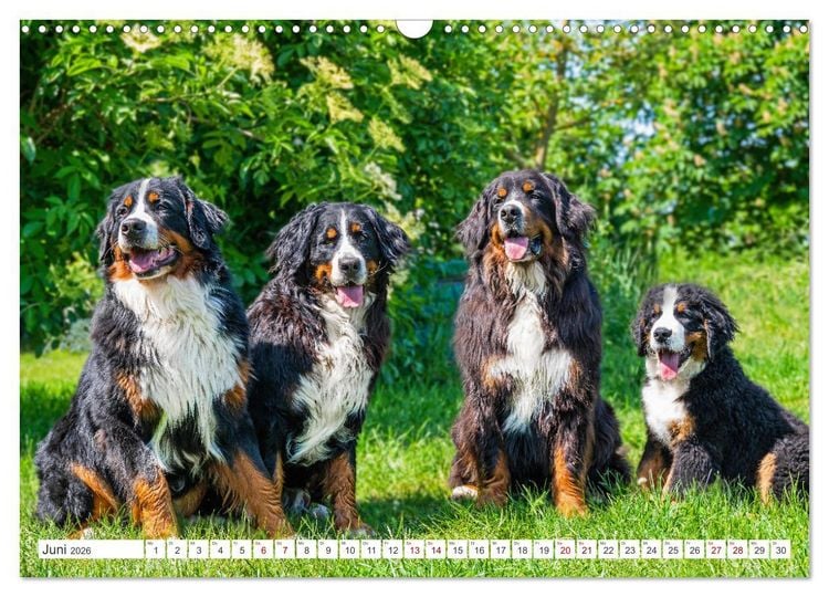 Produktbild: Berner Sennenhund - Ein Freund auf vier Pfoten (Wandkalender 2026 DIN A3 quer), CALVENDO Monatskalender