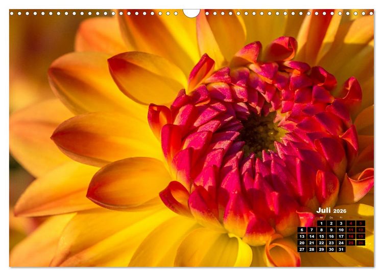 Produktbild: Im Herzen der Dahlie (Wandkalender 2026 DIN A3 quer), CALVENDO Monatskalender