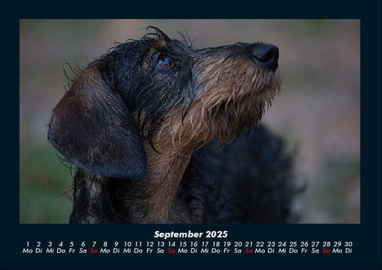 Produktbild: Haustierkalender 2025 Fotokalender DIN A4