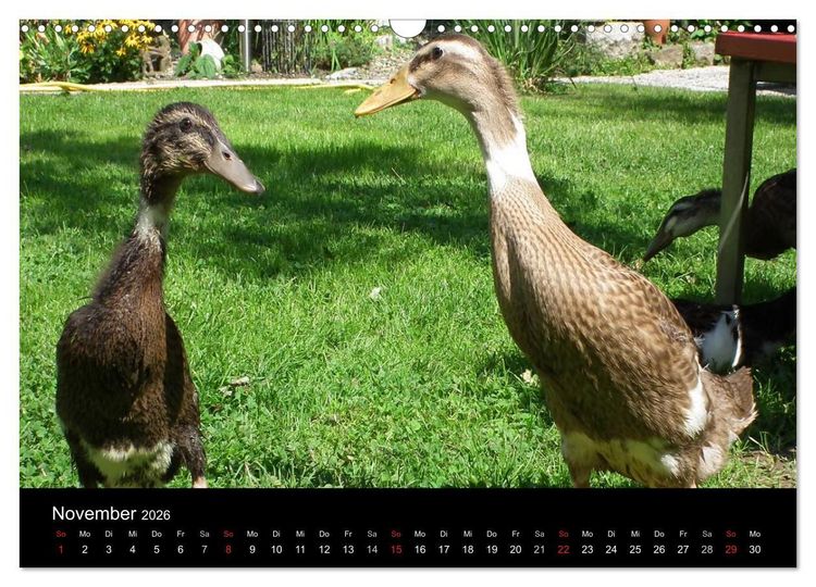 Produktbild: Laufentenk&uuml;ken - Sunny (Wandkalender 2026 DIN A3 quer), CALVENDO Monatskalender