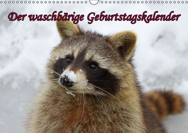 Produktbild: Waschb&auml;ren / Geburtstagskalender (Wandkalender immerw&auml;hrend DIN A3 quer)