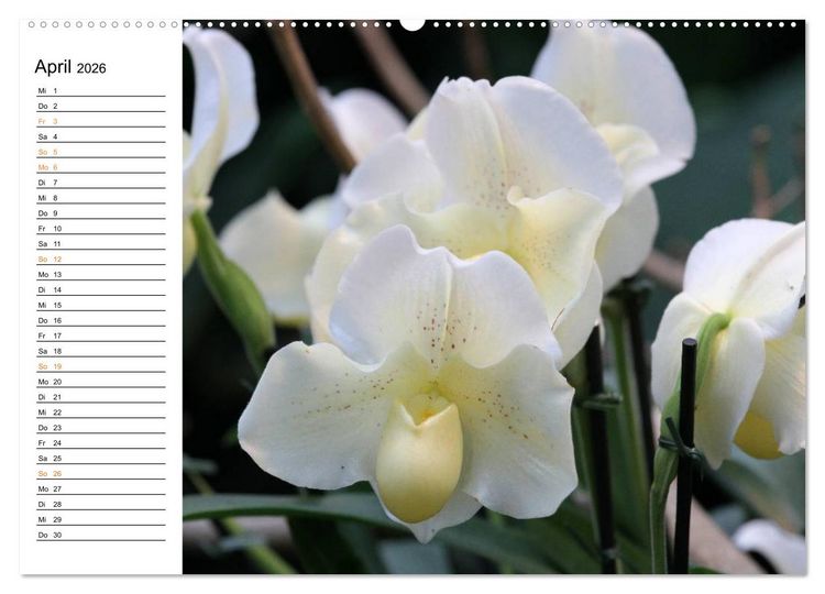 Produktbild: Prachtvolle Orchideen (Wandkalender 2026 DIN A2 quer), CALVENDO Monatskalender
