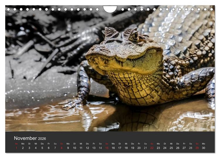 Produktbild: Costa Rica tierisch gut 2026 (Wandkalender 2026 DIN A4 quer), CALVENDO Monatskalender