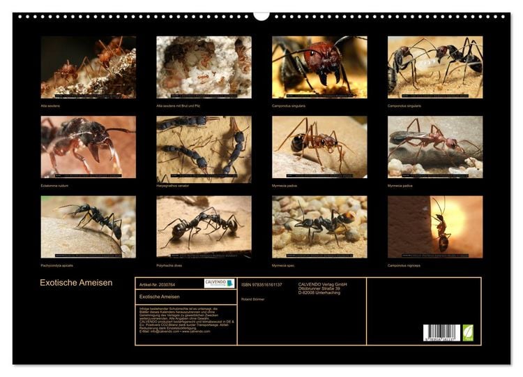 Produktbild: Exotische Ameisen (Wandkalender 2026 DIN A2 quer), CALVENDO Monatskalender