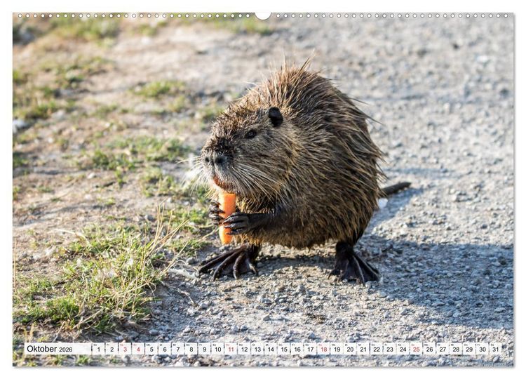 Produktbild: NUTRIA mit Nachwuchs (Wandkalender 2026 DIN A2 quer), CALVENDO Monatskalender