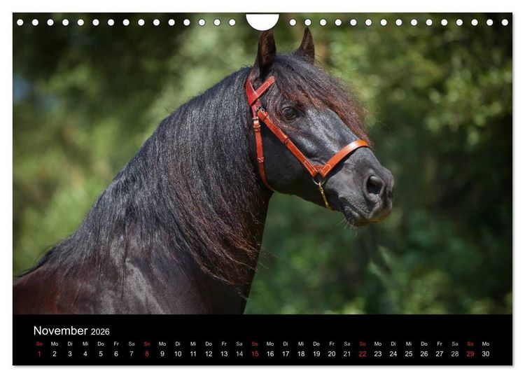 Produktbild: Spaniens stolze Pferde (Wandkalender 2026 DIN A4 quer), CALVENDO Monatskalender