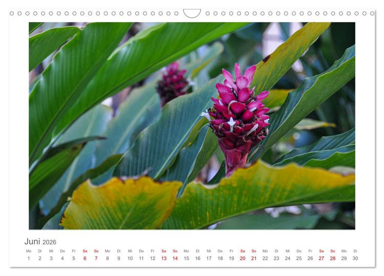 Produktbild: Costa Rica - unterwegs mit Julia Hahn (Wandkalender 2026 DIN A3 quer), CALVENDO Monatskalender