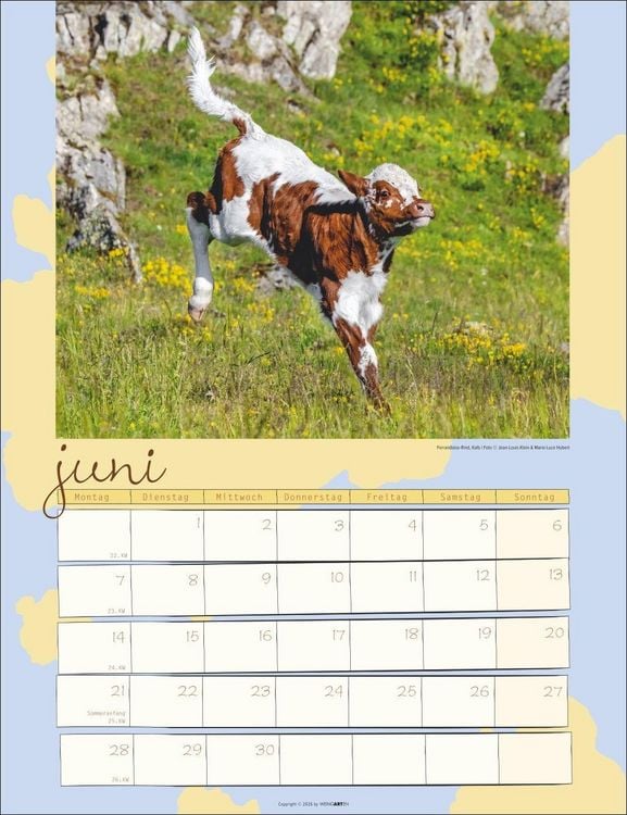 Produktbild: Kuh Kalender 2027
