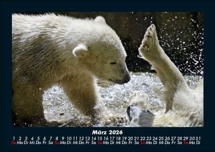 Produktbild: Eisb&auml;ren 2026 Fotokalender DIN A5