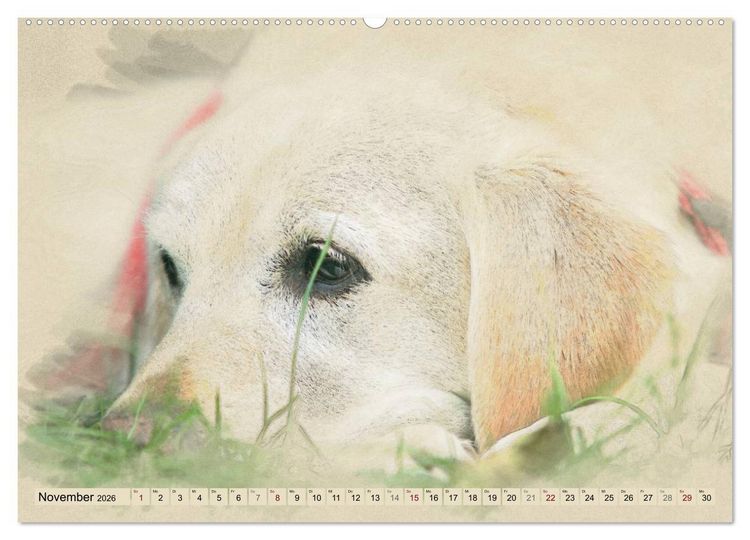 Produktbild: Labrador Retriever 2026 (Wandkalender 2026 DIN A2 quer), CALVENDO Monatskalender