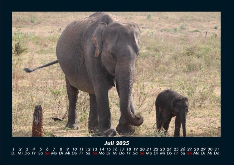 Produktbild: Elefanten Kalender 2025 Fotokalender DIN A4