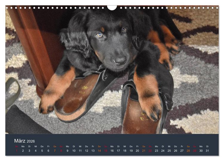Produktbild: Ein Hovawart, ein Wachhund (Wandkalender 2026 DIN A3 quer), CALVENDO Monatskalender