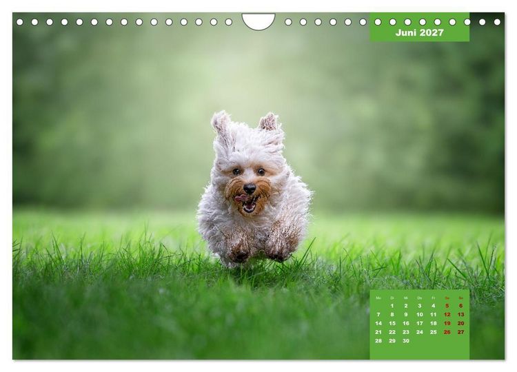 Produktbild: Rocket der Havaneser (Wandkalender 2027 DIN A4 quer), CALVENDO Monatskalender