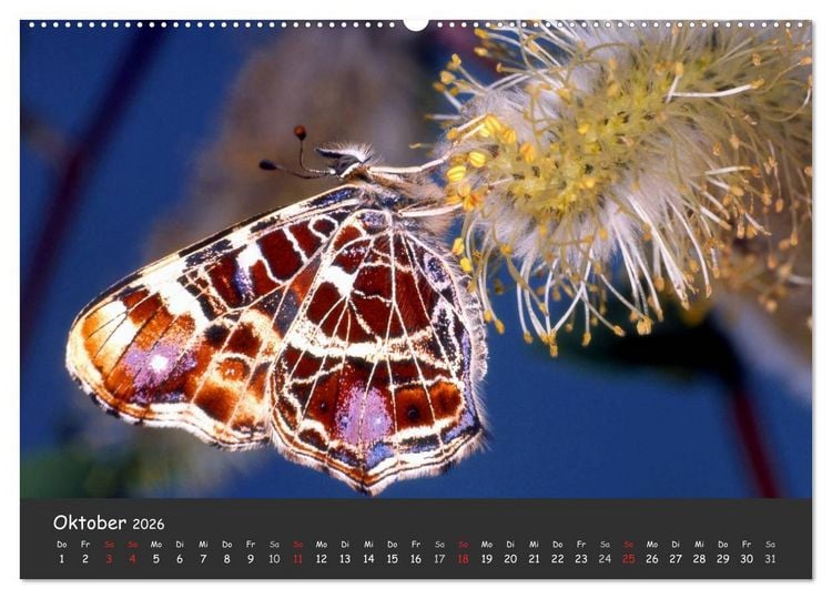 Produktbild: Wundersch&ouml;ne Schmetterlinge (hochwertiger Premium Wandkalender 2026 DIN A2 quer), Kunstdruck in Hochglanz