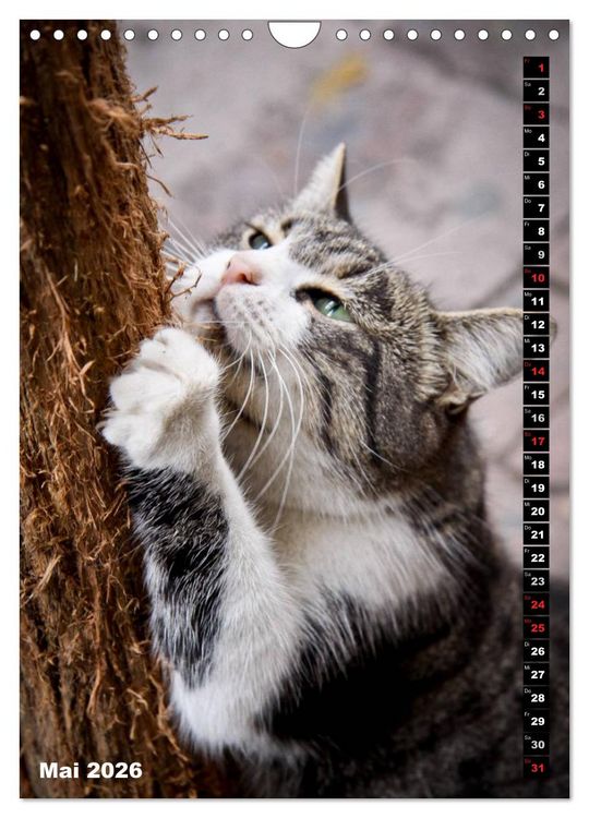 Produktbild: Istanbuls Katzen (Wandkalender 2026 DIN A4 hoch), CALVENDO Monatskalender