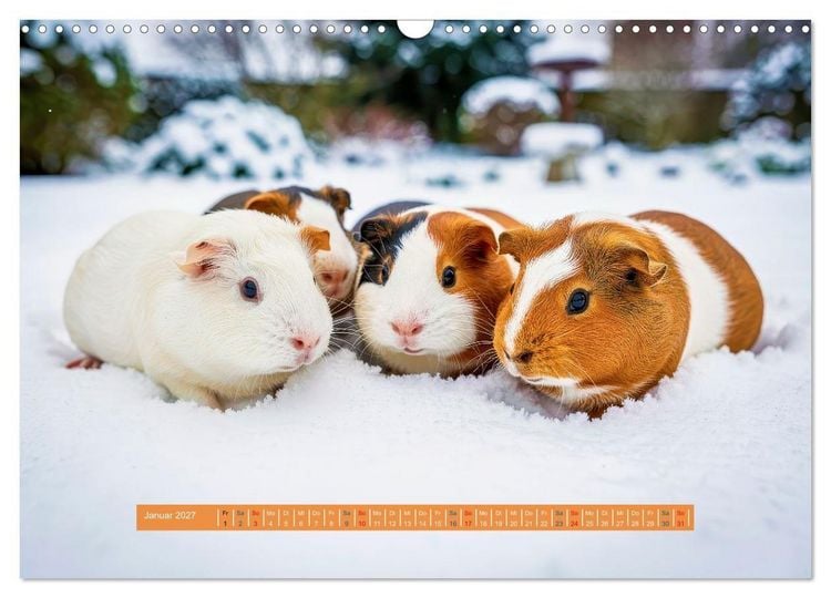 Produktbild: Kleine s&uuml;&szlig;e Meerschweinchen (Wandkalender 2027 DIN A3 quer), CALVENDO Monatskalender