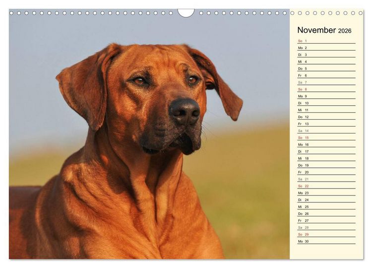 Produktbild: Rhodesian Ridgeback 2026 (Wandkalender 2026 DIN A3 quer), CALVENDO Monatskalender