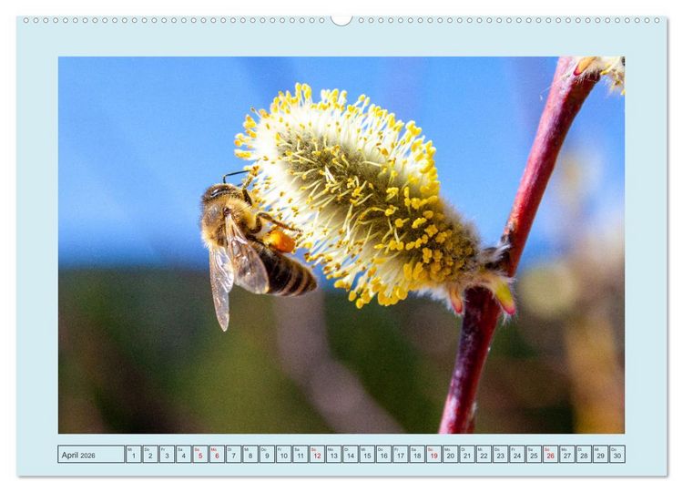 Produktbild: Wir sind die Stars im Garten (Wandkalender 2026 DIN A2 quer), CALVENDO Monatskalender