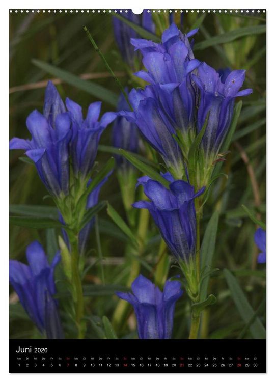 Produktbild: Seltene Wildblumen (hochwertiger Premium Wandkalender 2026 DIN A2 hoch), Kunstdruck in Hochglanz